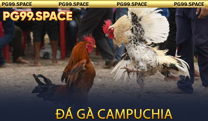 Đá Gà Campuchia